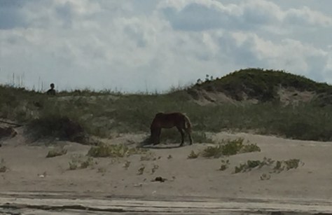 Thêm chú nữa đang ăn dưới đồi.