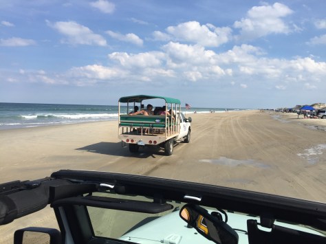 Xe chở du khách đi xem ngựa hoang.