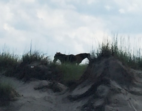 Ba chú khác đang ăn cỏ trên đồi.