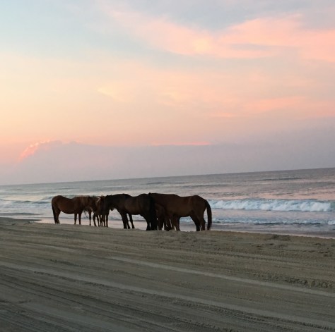 Một bầy khác 8 chú đang thưởng thức hoàng hôn đang về.