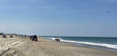 Ah... một chú ngựa hoang đây rồi.