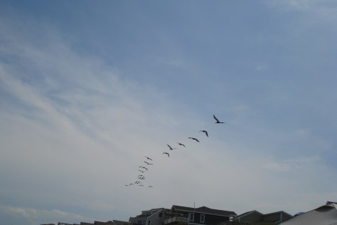 Đàn chim Ưng biển bay lượn.