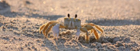 Cua ma (Ghost Crab) trên bãi cát.