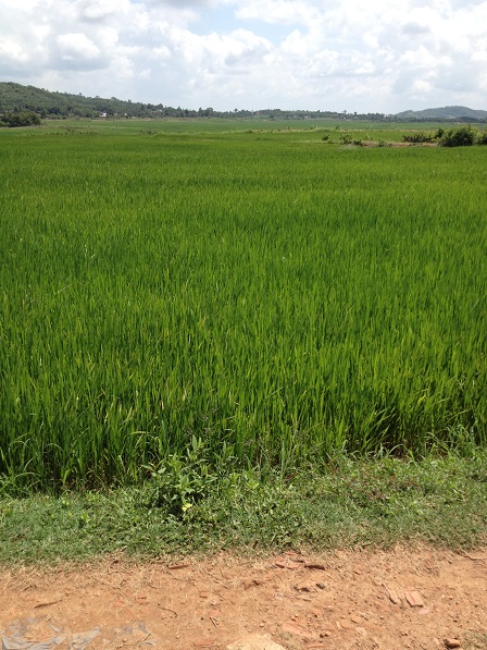 Ruộng lúa 2016 của anh em Buôn Làng xanh mướt hứa hẹn một mùa lúa bội thu.