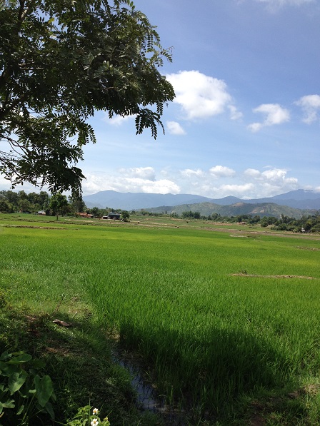 Ruộng lúa nhà mẹ Sâm mùa nắng xanh tốt nhờ thường xuyên được bơm nước giếng vào.