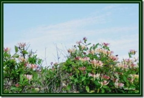 Chèvrefeuille (“honeysuckle” trong tiếng Anh, “hoa kim ngân” trong tiếng Việt.