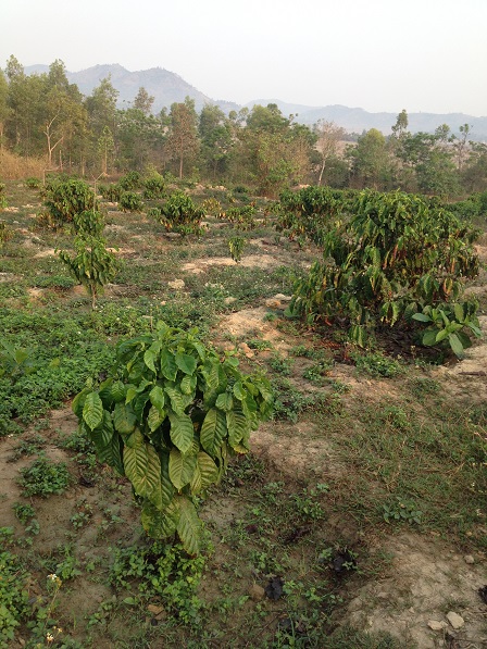 1/ Vườn cà-phê của gia đình bố mẹ Niel bên xóm Đào