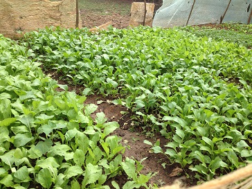 1/ Ảnh vườn rau gia đình bố mẹ Thiếu xanh mướt, an toàn không có thuốc kéo cũng như thuốc trừ sâu.