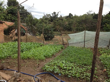 2/ Ảnh vườn rau của gia đình bố mẹ Thiếu bên xóm Đào, được vây bởi những tấm lưới bạt cho heo gà không vào được