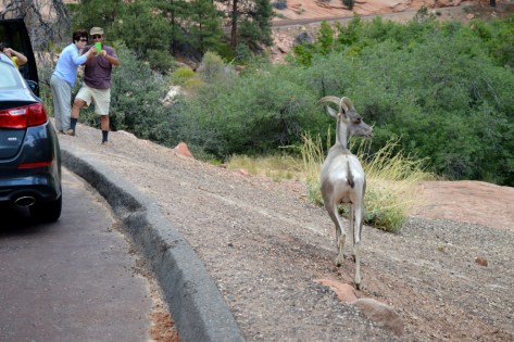 Chú cứ đi thong dong cà lửng tửng mặc ai đó tha hồ mà chụp ảnh.