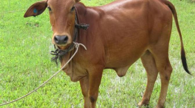 Chăm sóc con bò tốt