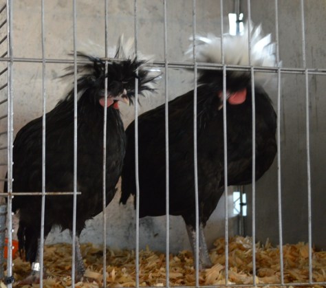 Còn cặp đôi này có vương miện rất đẹp.