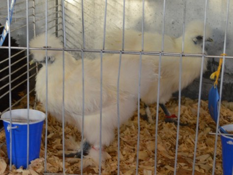 Cặp này lông lù xù thành lọn ở thân và đầu cũng có vương miện.