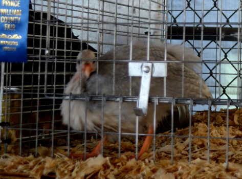 Còn chú này lông dài như chim trỉ.