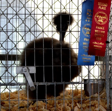 Chú này mới là đặc biệt. Toàn thân chú là màu đen tuyền, kể cả mõm, cổ chú cao như thiên nga, và đầu của chú có chòm lông vương miện rất lớn. 