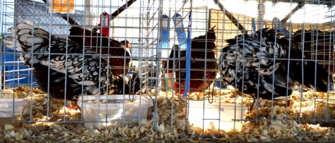 Hai chú bên ngoài thì có lông hai màu đen trắng. Còn hai chú bên trong thì chỉ một màu vàng nâu.