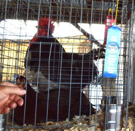 Cặp đôi này thì một nâu, một đen.