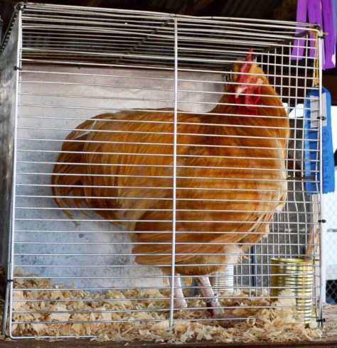 Nhưng chú này mới thật là The Champion đây. Chú đẹp một cách mượt mà quý phái.