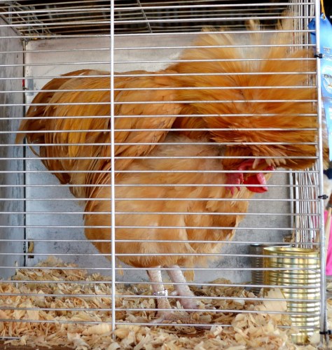 Bao nhiêu người đang trầm trồ về cái đẹp của chú thì đột nhiên chú xù lông đứng dựng lên rồi ngẹo đầu xuống giống như đang biểu diễn một trò gì đó cho khách.