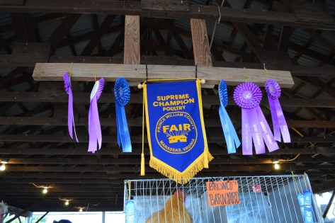 Khu vực siêu vô địch gia cầm.