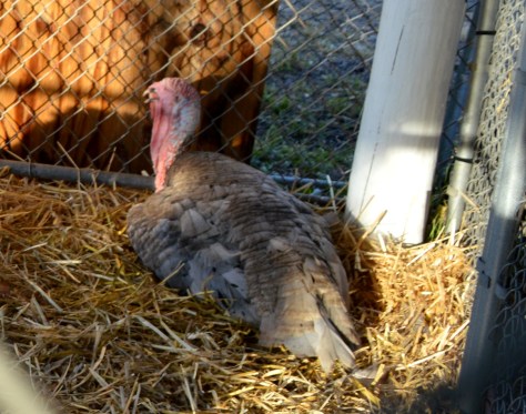 Chú này cũng vậy.