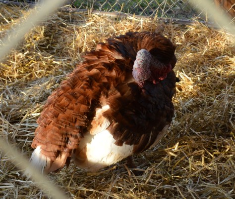 Còn chú gà tây này đang ngủ.