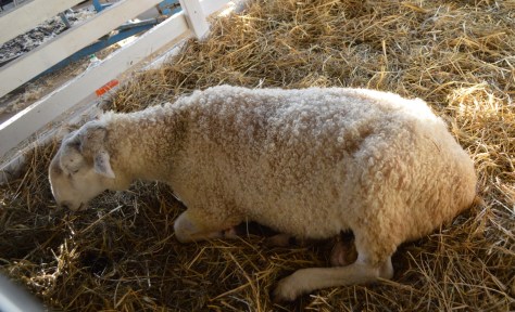 Chú này có cái mũi rất lạ.