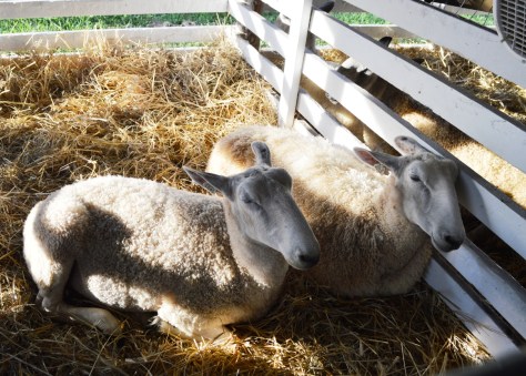 Khu vực của Sheeps (Trừu).
