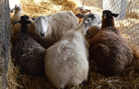 Trừu đen và Trừu trắng.