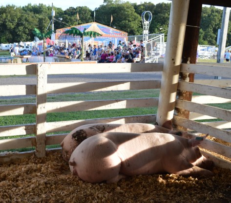 Khu vực của heo. Hai chú này đang ngủ.