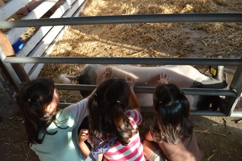 Còn chú này đang nằm chơi với 3 em bé.