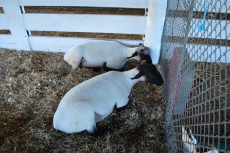 Khu vực của Dê.