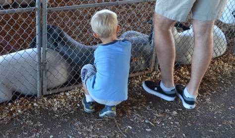 Em bé này thích chú dê quá cứ nấn ná vuốt ve không muốn rời làm bố em cũng phải đứng lại chờ em.