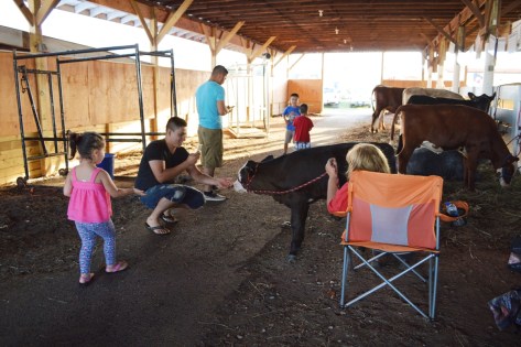 Bé gái này được bố em hướng dẫn em cho bê con ăn.