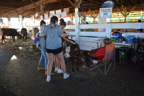 Các cô này đang chơi với chú bê con.