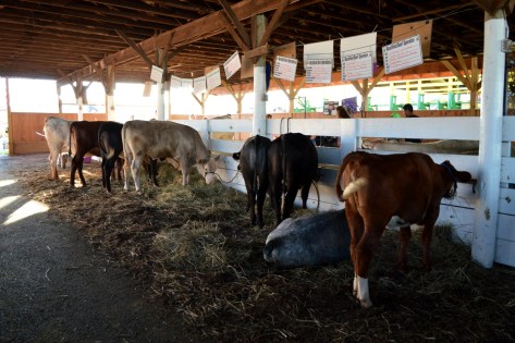 Khu vực của Bò.