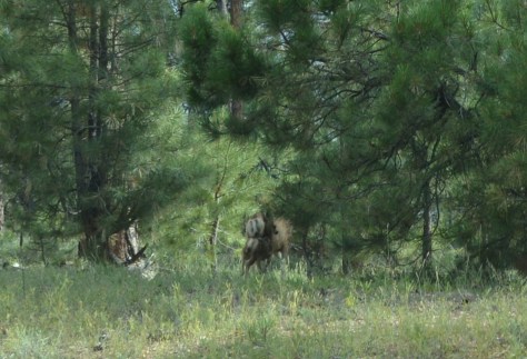 Chú nai con chạy theo mẹ bên đường.