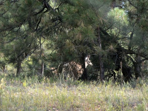 Mẹ của chú thấy mình sợ bỏ chạy vào rừng. 