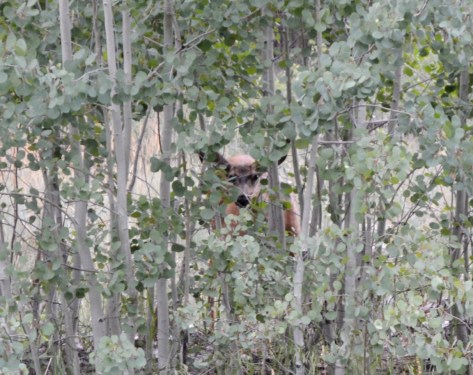 Một chú khác núp sau đám cây tò mò không biết cái bà ni muốn gì đây với cái cục gì đen thui to tướng.