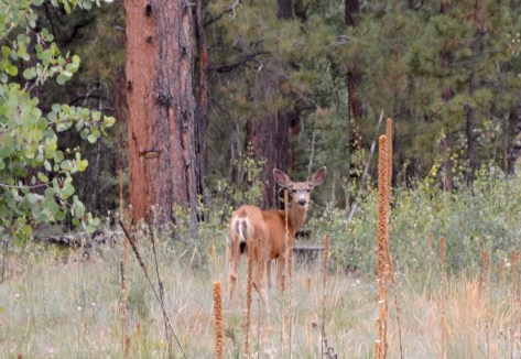 Cũng ở một đoạn khác trong cánh rừng chú này ngưng ăn vì nghe tiếng động của xe mình ngừng.