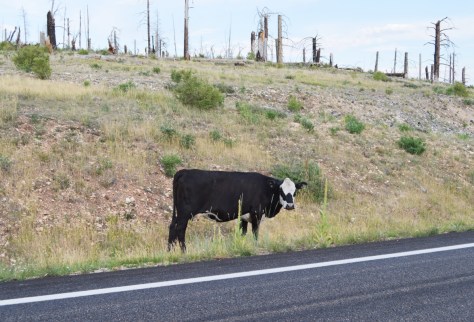 Đến một đoạn khác có chú bò đen đang một mình ăn bên đường. Không biết chú có chủ hay không vì chổ này toàn là rừng một bên và bên đối diện toàn là đồng trống không thấy nhà cửa hay nông trại của người.