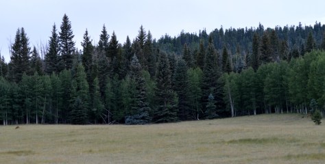 Thêm một gia đình nai khác, ba, mẹ, và baby.