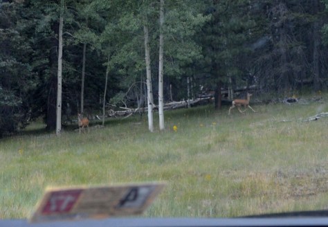 Đi tiếp một đoạn thấy thêm 2 chú nai đang lăng tăng đùa giởn. 