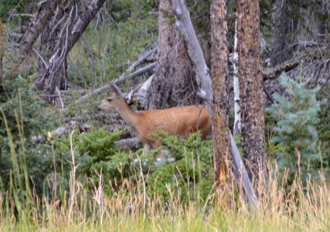 Gần cuối cánh rừng thì thấy chú này. Chắc là gần tối rồi nên có nhiều chú nai đi kiếm ăn.