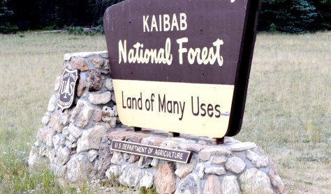 Xuyên qua cánh rừng quốc gia Kaibab National Forest để đến Công Viên Quốc Gia Grand Canyon National Park.