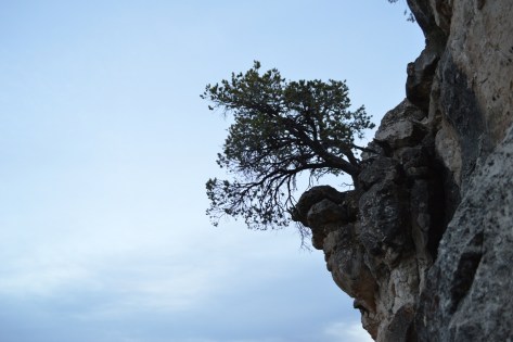Trên đầu tường đá đường đi có mỏm này nhô hẳn ra ngoài và có một cây mọc bên trên.