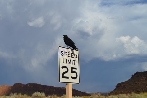 Chú quạ canh đường cho du khách giữ đúng tốc độ 25 miles/giờ (40 km/giờ).