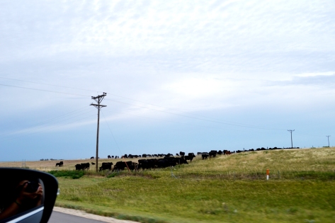 Nông trại bò bên phải I-70 W, bang Kansas.