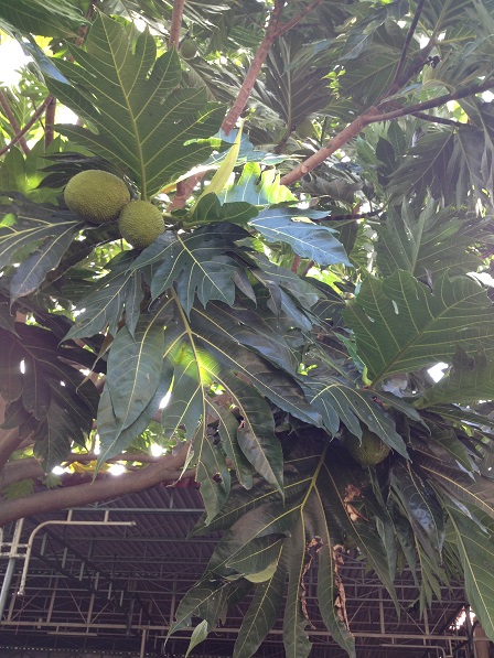 Cây Sakê của nhà Lưu trú cho trái đầu mùa.