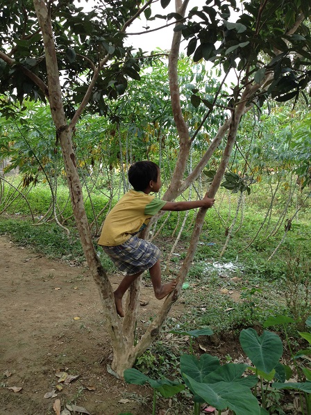 1/ Ảnh em Dim trèo lên cây ổi sau nhà.